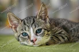 test xét duyệt trước