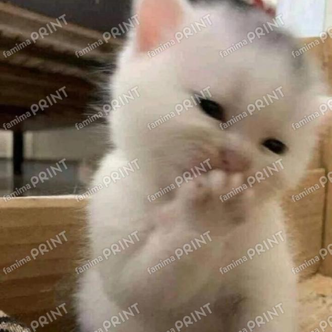 小さい猫